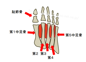 足底の骨格の説明図
